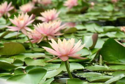 Close-up of lotus water lily in pond