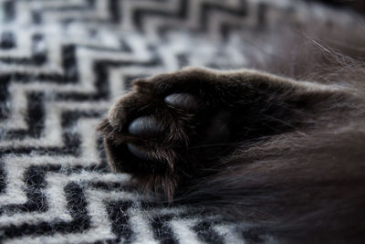 Close-up of a cat sleeping