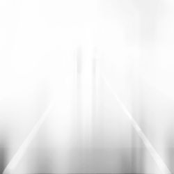 Trees in foggy weather