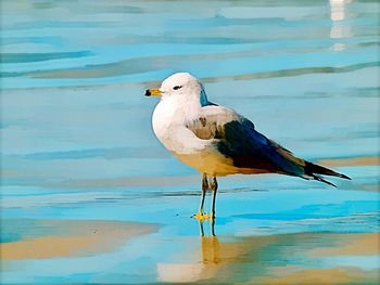 Seagull perching on a beach