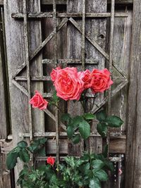 Close-up of red rose