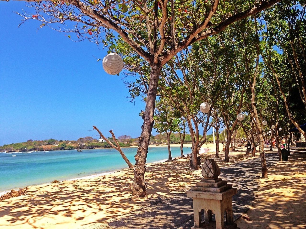 water, tree, sea, tranquility, tranquil scene, clear sky, beach, nature, scenics, beauty in nature, branch, blue, sunlight, growth, shore, day, sand, horizon over water, tree trunk, idyllic