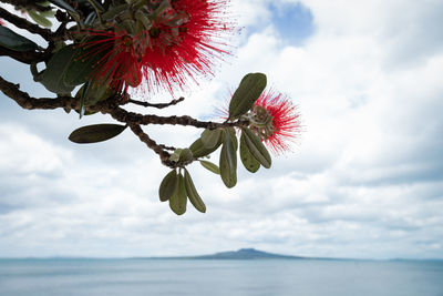 Close-up of red flowering plant against sky