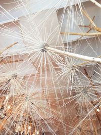 Full frame shot of wet dandelion