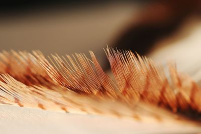 Macro shot of wood against sky