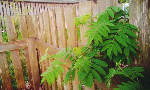 Close-up of plants growing on wooden fence