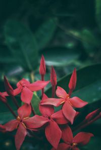 Close-up of red flowering plant