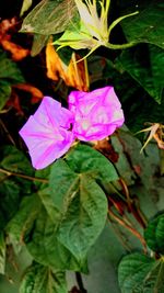 Close-up of purple flowers