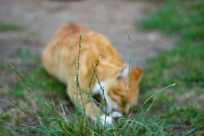 Close-up of a cat on field