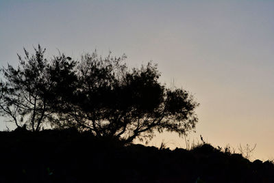 Low angle view of silhouette trees against sky during sunset