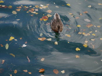 High angle view of ducks swimming in lake