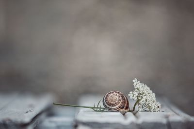 Close-up of snail on rock