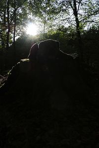 Sun shining through trees in forest