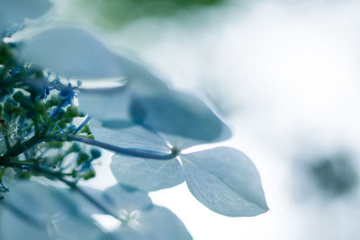 Close-up of flowers