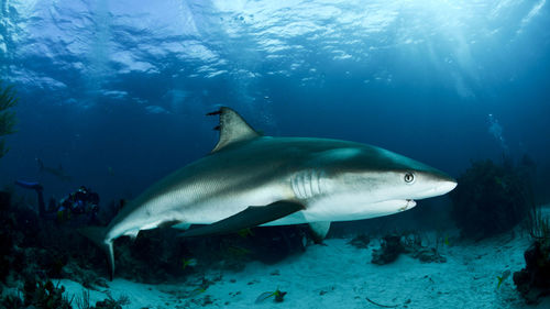 Reef shark swimming in sea