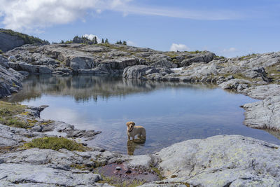 Scenic view of a rock in water