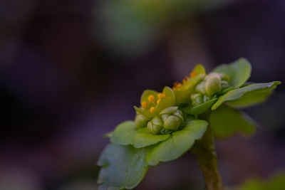 Close-up of yellow flowering plant