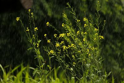 Plants growing in meadow