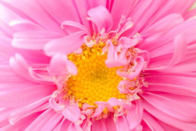 Full frame shot of pink flower