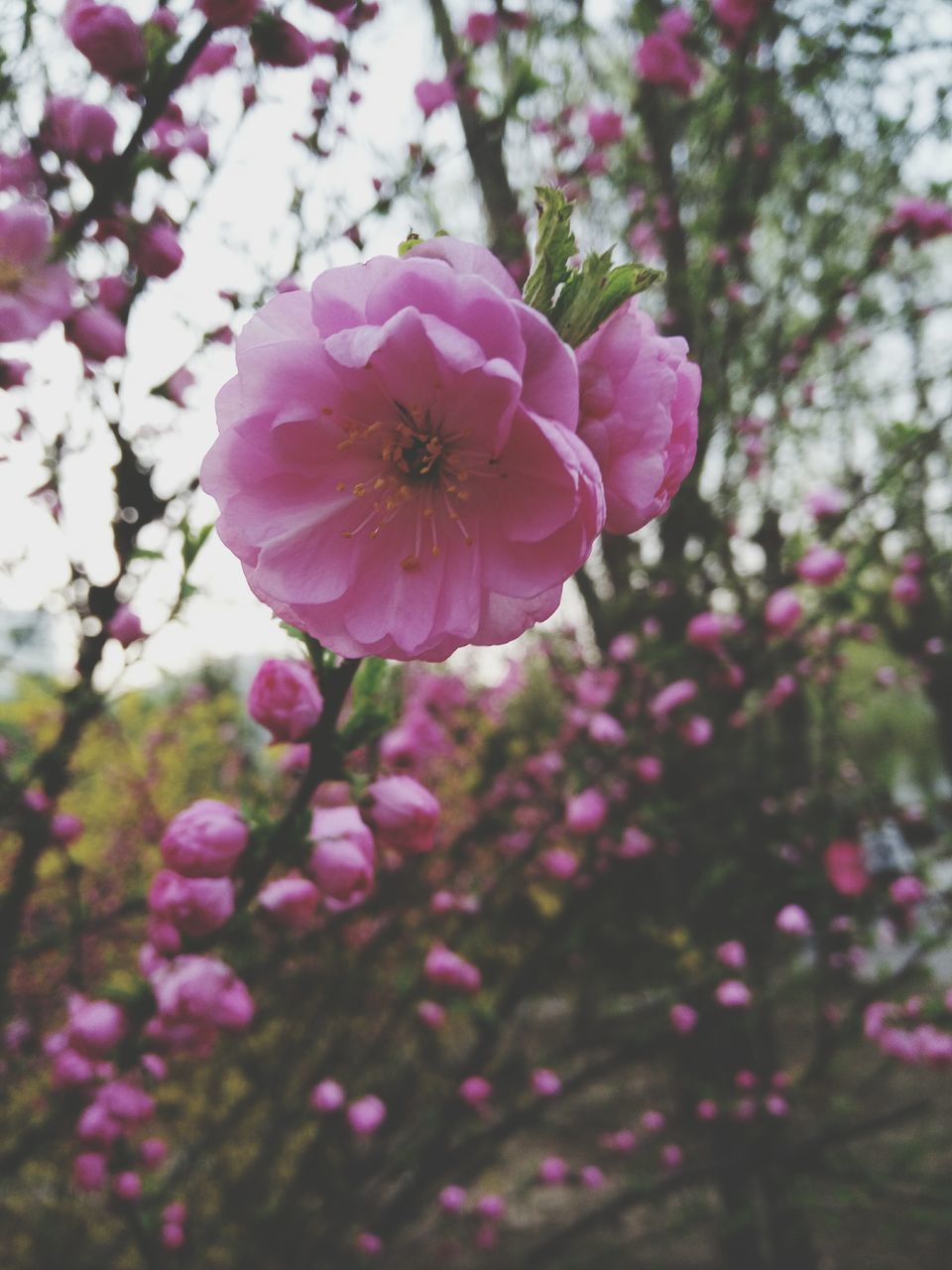 flower, freshness, growth, fragility, petal, beauty in nature, pink color, focus on foreground, blooming, nature, flower head, close-up, in bloom, blossom, plant, tree, springtime, day, selective focus, outdoors