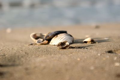 Close-up of seashell on pebbles