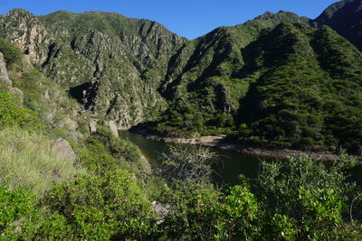 Scenic view of forest against clear sky