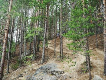 Scenic view of forest