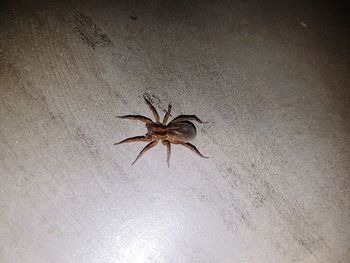 Close-up of spider on wall