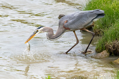 High angle view of gray heron on lake