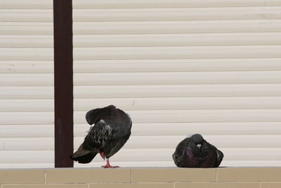 Birds perching on retaining wall