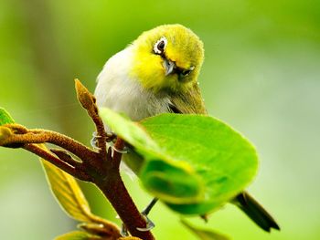 Close-up of bird perching on plant