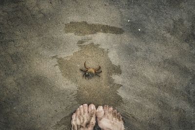 Low section of person standing by crab at beach