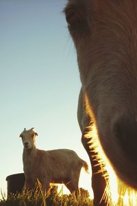 Low angle view of an animal against clear sky