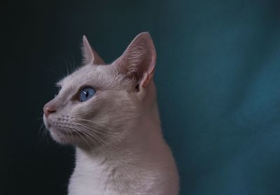 Close-up of cat looking away against black background