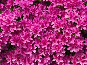 Full frame shot of pink flowering plants