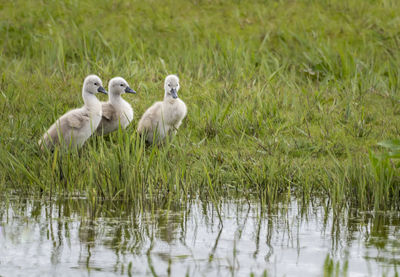 Swan chick in a lake