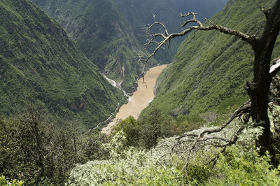 Scenic view of forest