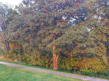 Trees in park