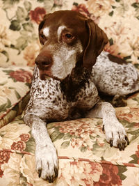 Close-up portrait of english pointer dog