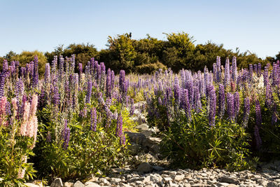 Purple flowering plants on field against sky