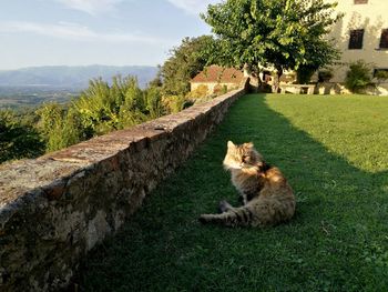 Cat on grass against sky