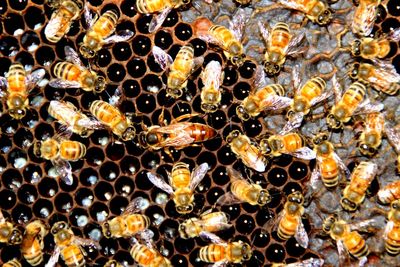 High angle view of wasp on beehive