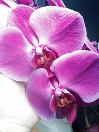 Close-up of pink flower