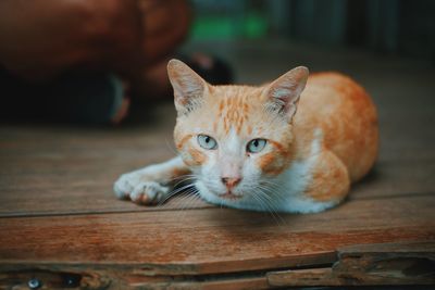 Close-up portrait of cat lying on floorboard