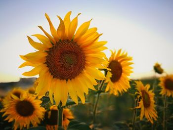 Sunflowers blooming on field against sky