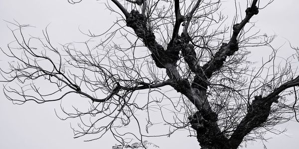 Low angle view of bare tree against clear sky