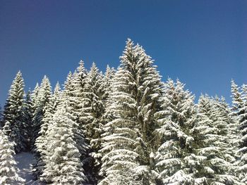 Low angle view of trees against clear blue sky