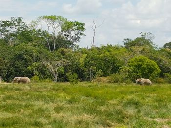 Sheep in a field