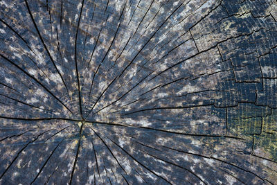 Full frame shot of tree trunk