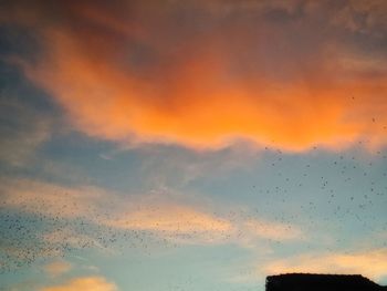 Low angle view of birds flying in sky